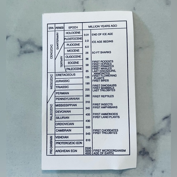 🦕 Educational Fossils Set: dinosaur, ammonite, petrified wood, etc. Geol… - Picture 6 of 16